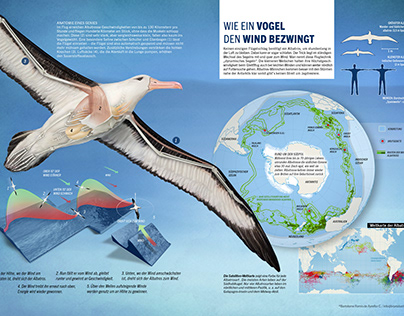 Albatross Infographic