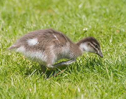 Wood duck duckling or if you prefer wood duckling.