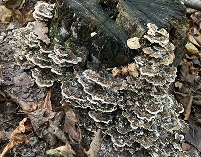 Mushrooms in the Wood