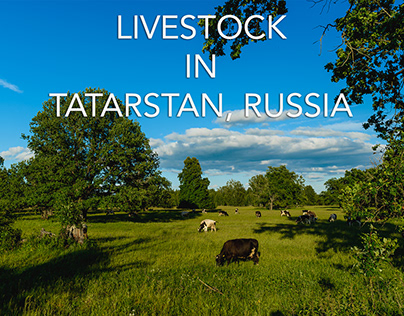 Livestock in Tatarstan, Russia
