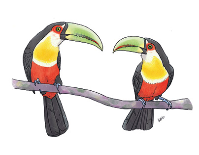 Tucano-do-bico-verde