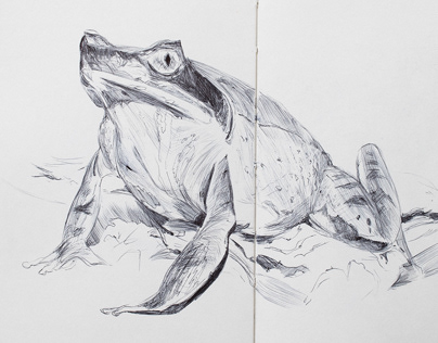 Frogs in Ink
