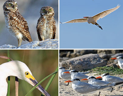 Cuaderno Aruba 2013 - Dedicado a las Aves de Aruba
