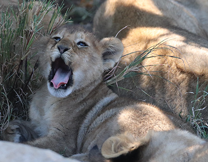 Lion cub among its pride