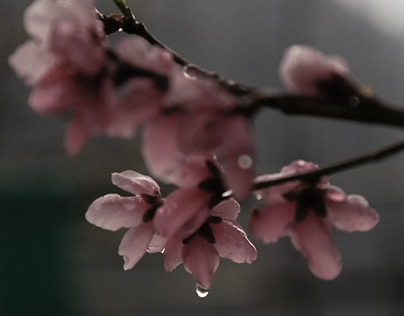 When it rains | Spring in Kinnaur