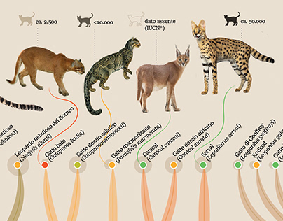 Felidae: cat family tree/ La Lettura