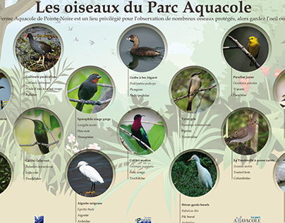 Guadeloupe - Oiseaux