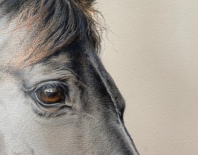 Portraits - horses