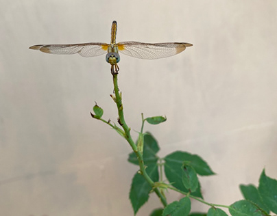 Diplacodes trivialis.Dragonfly 3.
