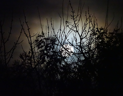 Clair de lune / Moonlight