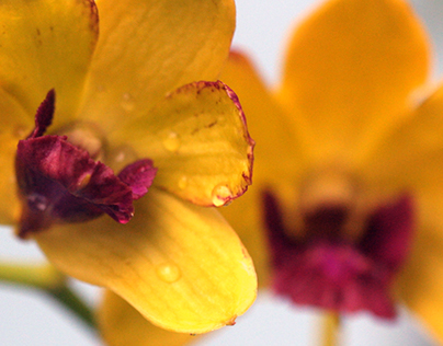 Macro Photography | Orchids