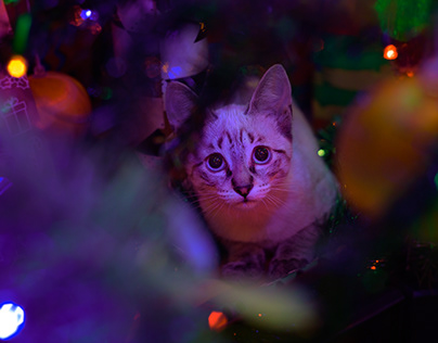 Cat and christmas tree