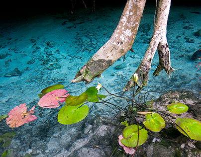 Cenote Biodiversity