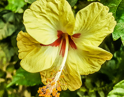 Yellow Hawaiian hibiscus Flower Edited