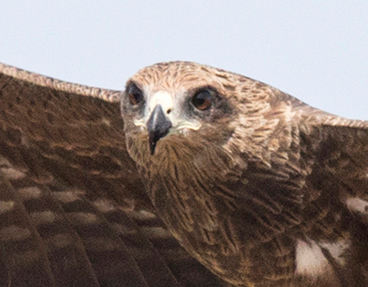Bird of prey - India