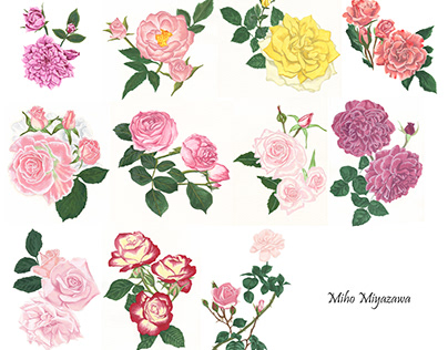 Rose Illustration Series