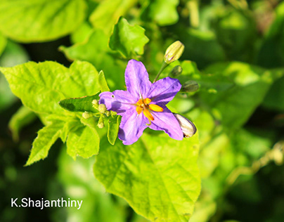 Solanum Trilobatum - Purple Flower