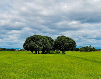 Green Fields | Panorama