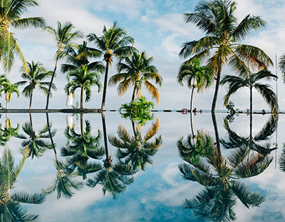reflection of coconut trees on water