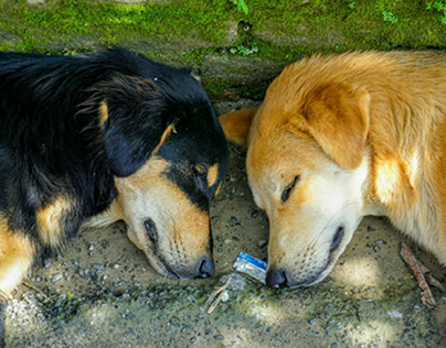 Dogs of Kathmandu