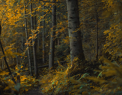 just nice autumn forest landscape