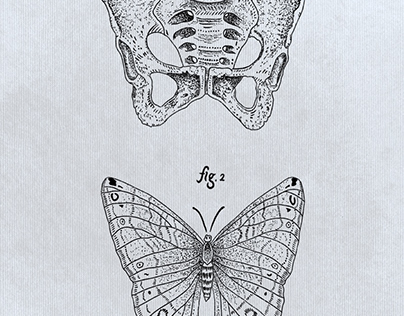 Pelvic Butterfly