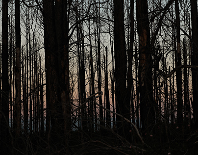 Bosque quemqdo en Ñandubaysal