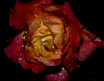 A September rose - Day four in the rain...