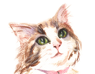 Watercolor & Pencils kitten illustration