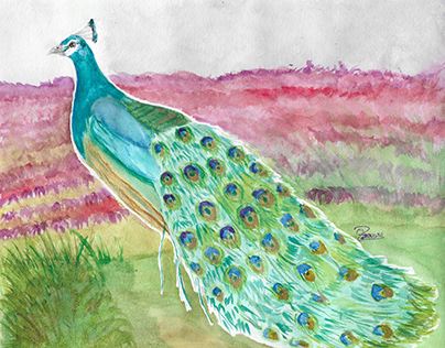 Dictionary Illustration: Peacock
