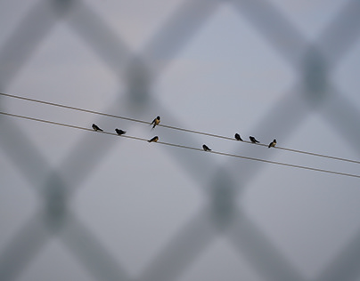 Birds on Power Lines~