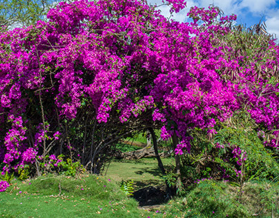 Allerton Gardens Discovery Tour, Kauai