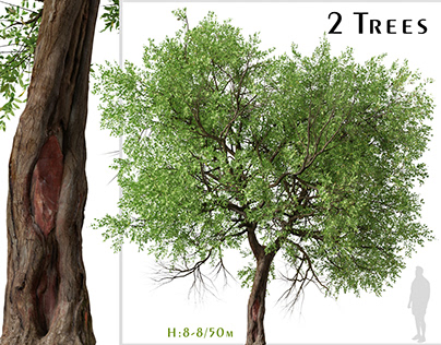 Set of Maclura pomifera Tree ( Osage orange ) (2 Trees)