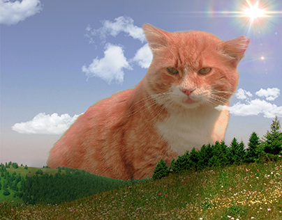 Cat's Invasion Adobe Photoshop