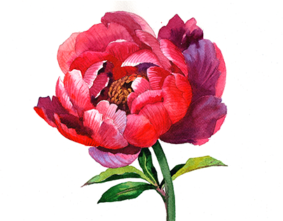 Watercolor painting tutorial flowers Peony