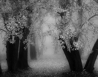 -Dark forest -