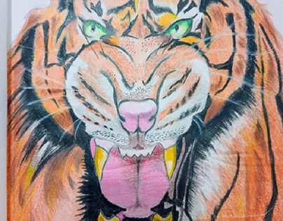 Tigre de Bengala Lápis de cor