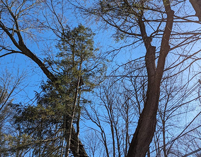 Tree Removal Service in Rochester, NY