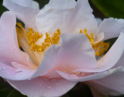 Sensuous Camellias 1.