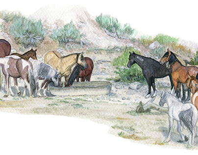 Feral horses and burros