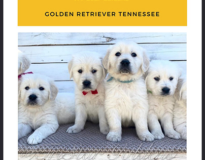 Golden Retriever Tennessee for sale