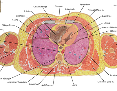 Cross section of the thorax at thoracic vertebrae 8