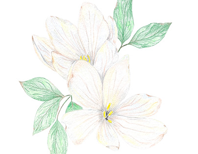 Flowerpensil, flowerillustration