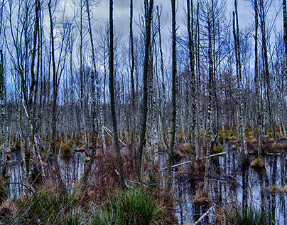 Swamp | Photography