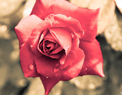 a rose in rain