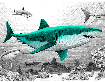 Illustration of a shark in the ocean
