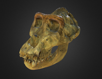 3D сканирование в Дарвиновском музее