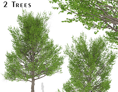 Set of American Linden Trees (Tilia americana basswood)