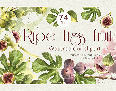 Ripe figs fruit watercolour clipart