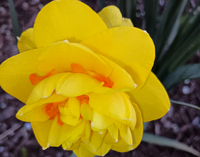 Yellow and Orange Daffodil Flowers